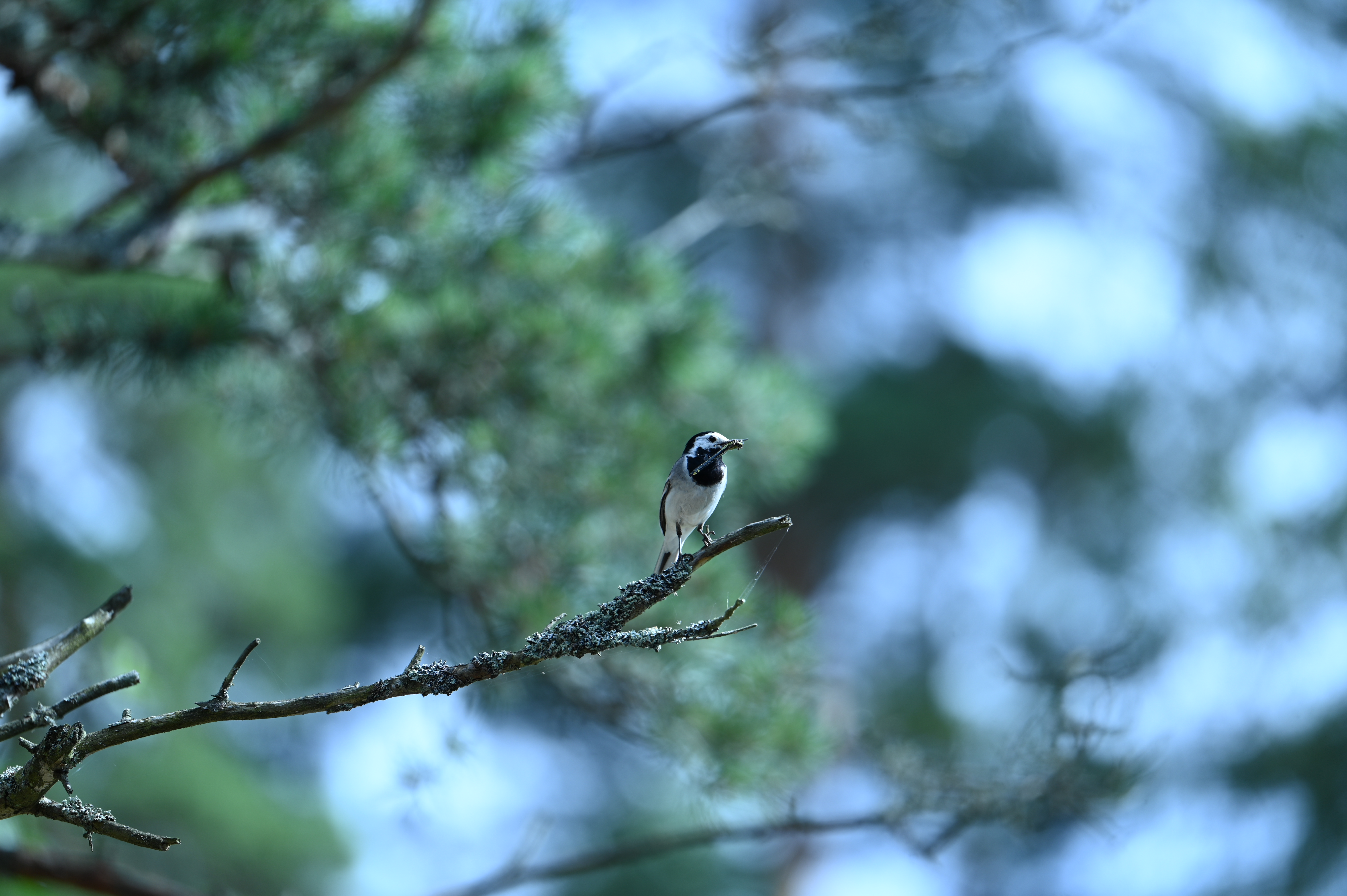 2025/07/09-14 - trip/DSC_0449.JPG